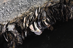 Isognomon alatus