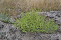 Amaranthus albus