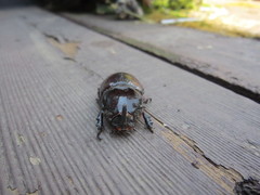 Oryctes nasicornis