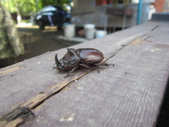 Oryctes nasicornis