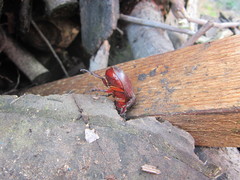 Oryctes nasicornis