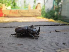 Oryctes nasicornis