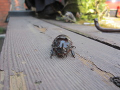 Oryctes nasicornis