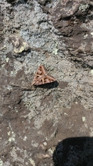 Drasteria grandirena