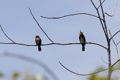 Brachygalba lugubris