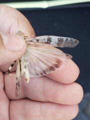 Dissosteira spurcata