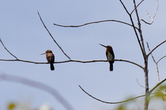 Brachygalba lugubris