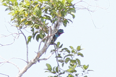 Cotinga cayana
