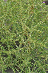 Amaranthus albus