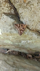 Drasteria grandirena