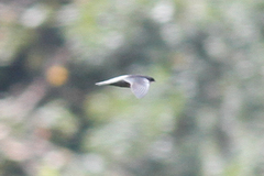 Chaetura cinereiventris