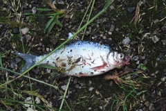 Blicca bjoerkna
