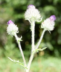 Cirsium edule