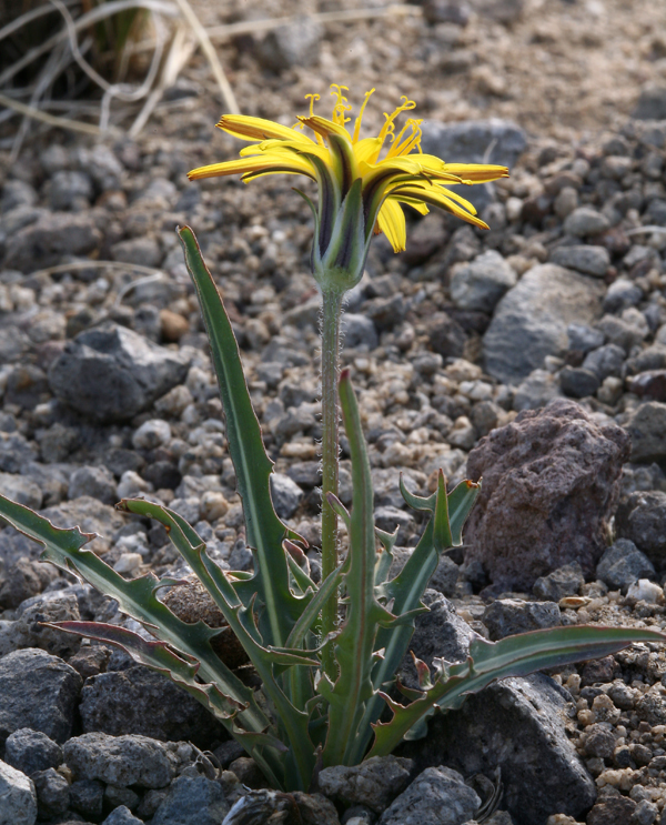 Agoseris