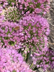 Apis mellifera