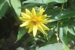Helianthus × multiflorus