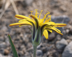 Agoseris parviflora