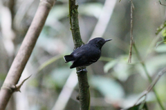 Hypocnemoides melanopogon