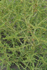 Amaranthus albus