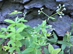 Galium oreganum