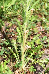 Cirsium edule