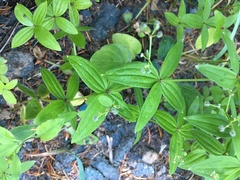 Galium oreganum