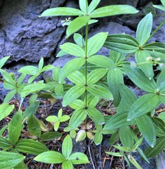 Galium oreganum