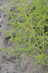 Amaranthus albus