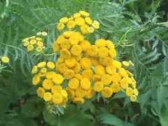 Tanacetum vulgare