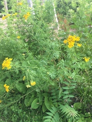 Tanacetum vulgare
