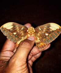 Citheronia beledonon