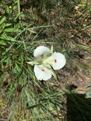 Calochortus eurycarpus