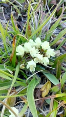 Prunella laciniata