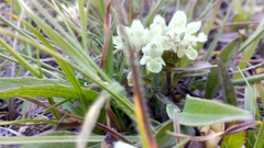 Prunella laciniata