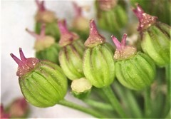 Ligusticum canbyi
