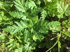 Ligusticum canbyi