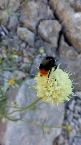 čmeľ skalný (Bombus lapidarius)