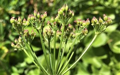 Ligusticum canbyi