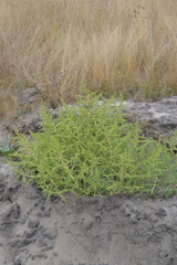 Amaranthus albus