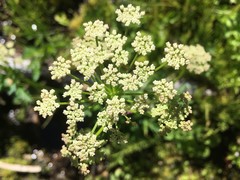 Ligusticum canbyi
