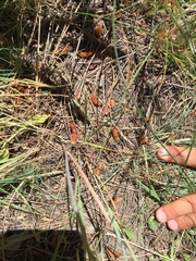 Calochortus eurycarpus