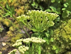 Ligusticum canbyi
