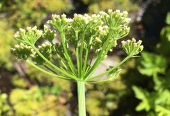 Ligusticum canbyi
