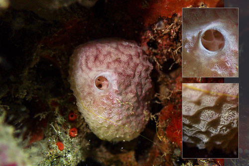 variable loggerhead sponge