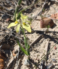 Moraea papilionacea papilionacea