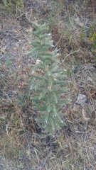 Echium italicum biebersteinii