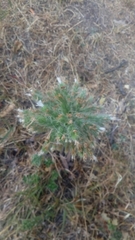 Echium italicum biebersteinii