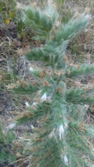 Echium italicum biebersteinii
