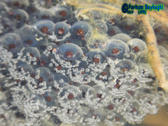 Rana pseudodalmatina