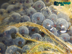 Rana pseudodalmatina